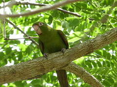 Cuban Parakeet