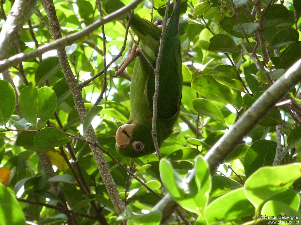 Cuban Parakeet