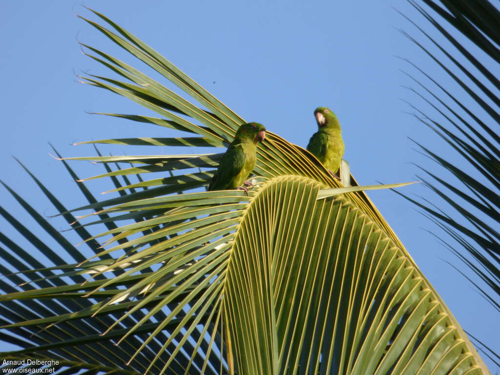 Conure de Ridgway, habitat, Comportement