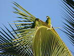 Conure de Ridgway