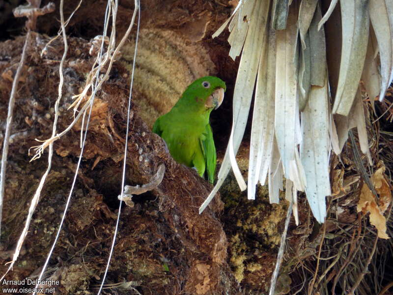 Pacific Parakeet, habitat