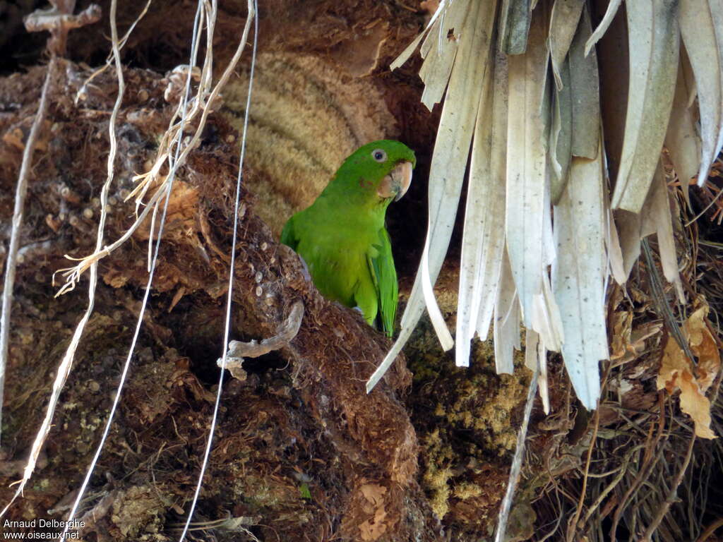 Pacific Parakeet, habitat