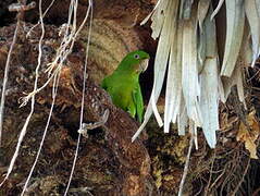 Pacific Parakeet