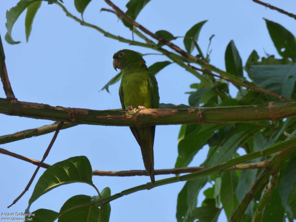 Pacific Parakeet, habitat