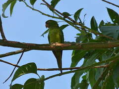 Conure de Ridgway