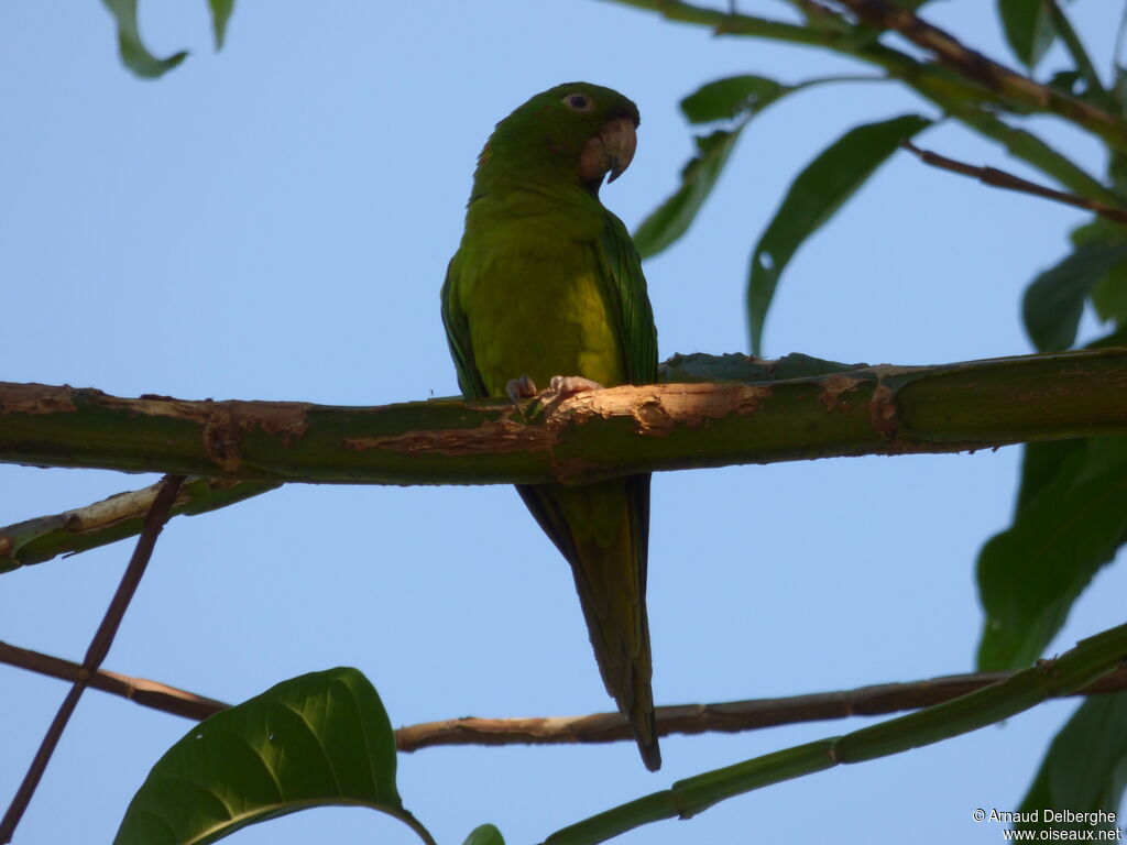 Pacific Parakeet