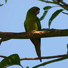 Conure de Ridgway