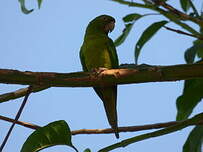 Conure de Ridgway