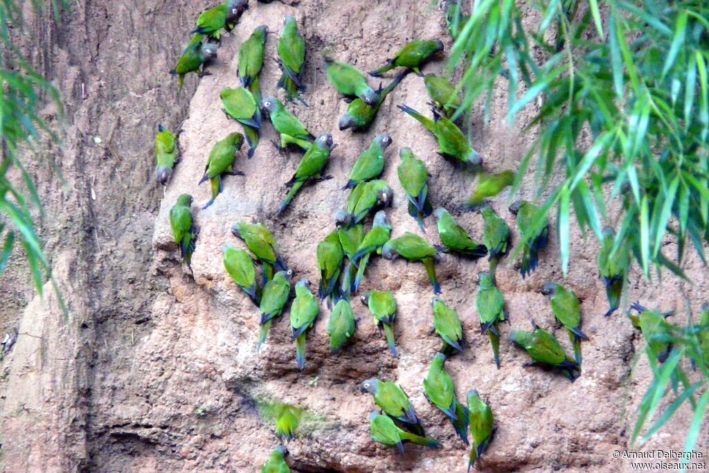 Conure de Weddell