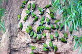 Conure de Weddell