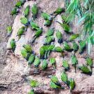 Conure de Weddell