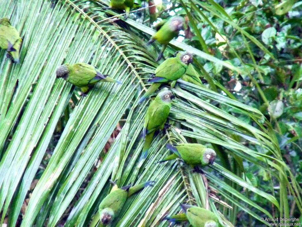 Conure de Weddell