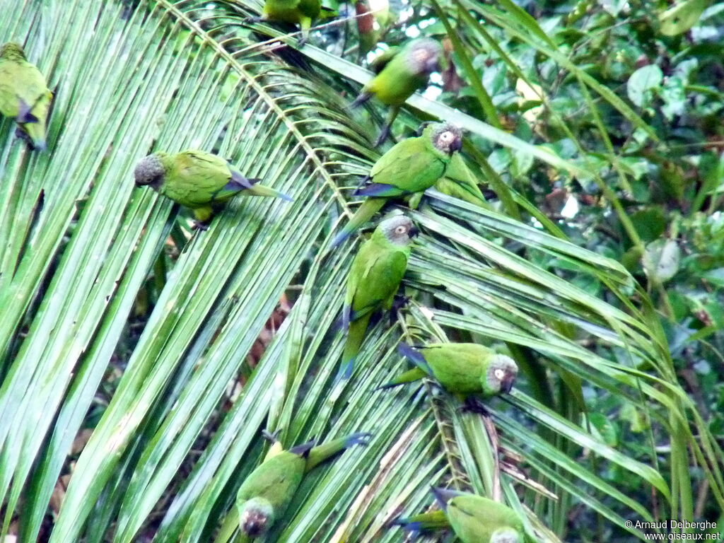 Conure de Weddell