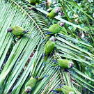Conure de Weddell