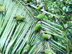 Dusky-headed Parakeet