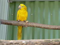 Conure dorée