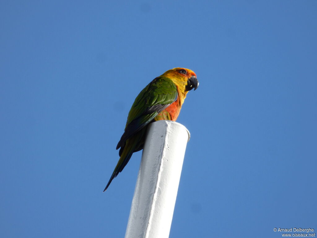 Conure jandaya