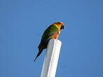 Conure jandaya