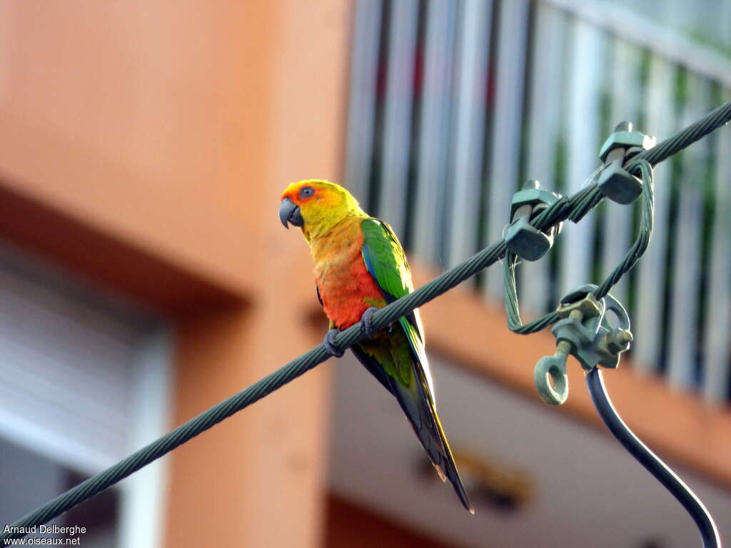 Conure jandayaadulte, pigmentation