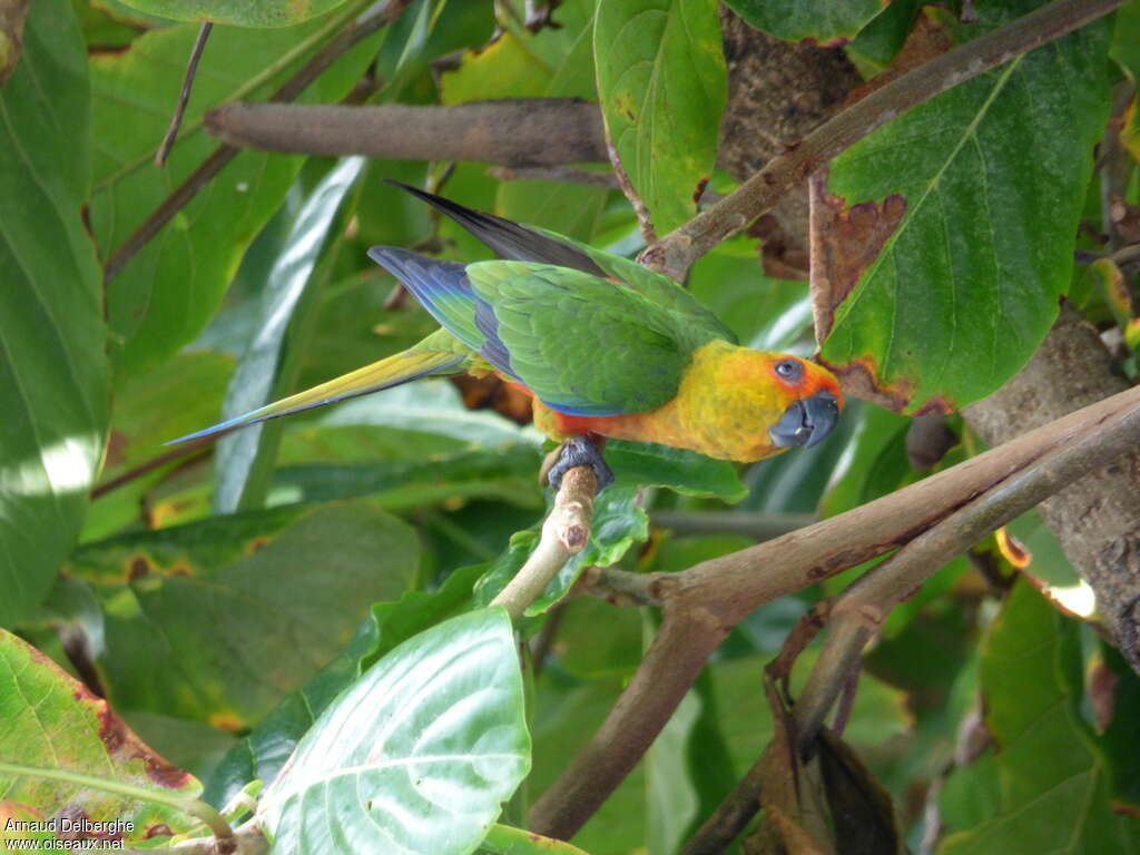 Jandaya Parakeetadult, identification