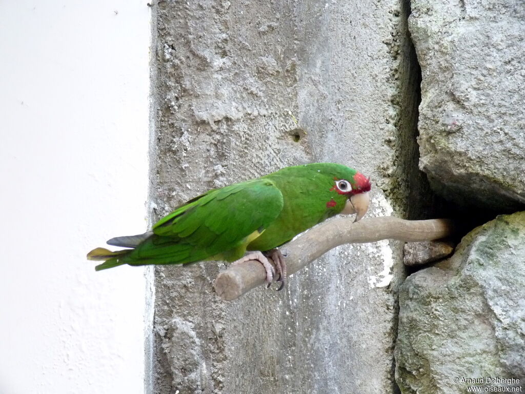 Mitred Parakeet