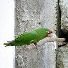 Conure mitrée