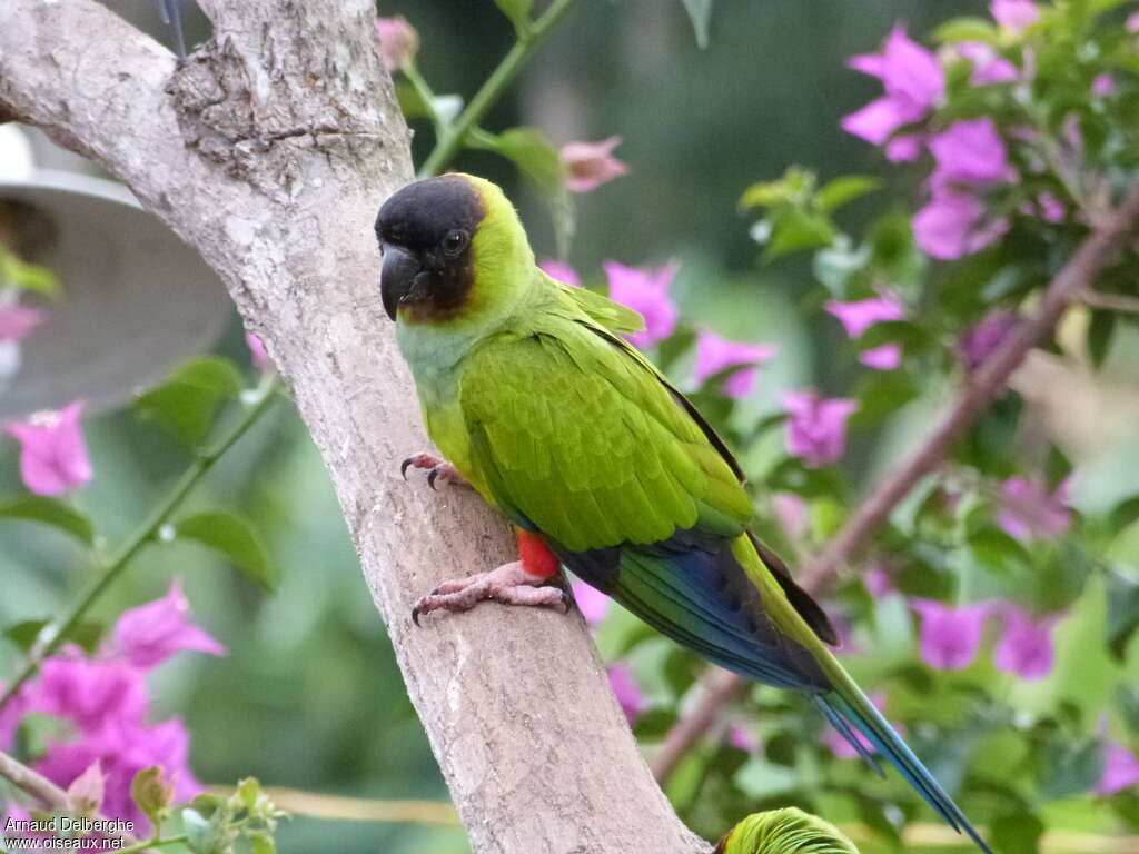 Conure nandayadulte nuptial, identification