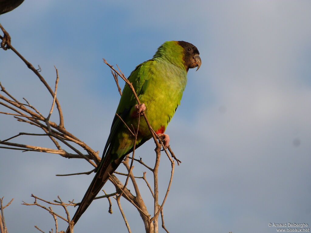 Nanday Parakeet