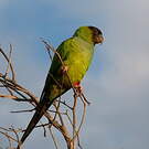 Conure nanday