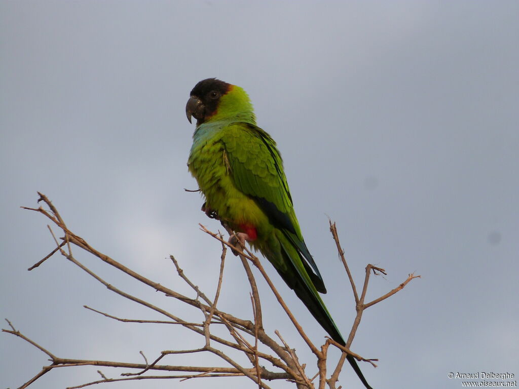 Nanday Parakeet