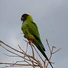 Conure nanday