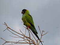 Conure nanday