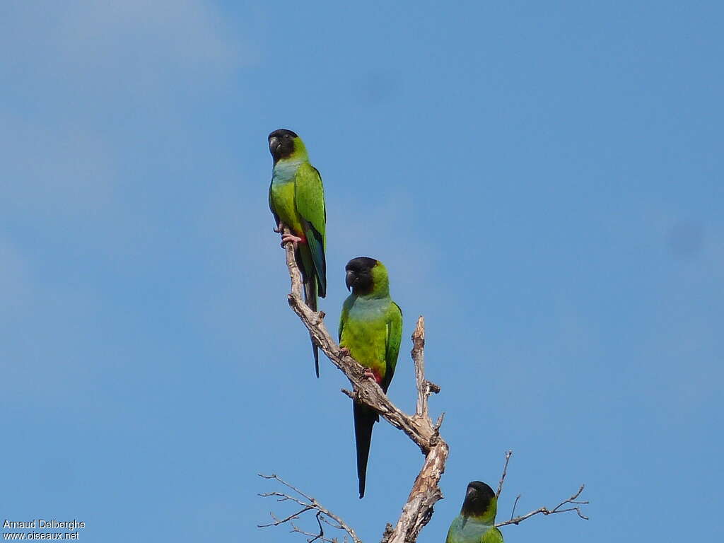 Conure nandayadulte, pigmentation, Comportement