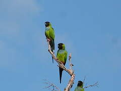 Nanday Parakeet