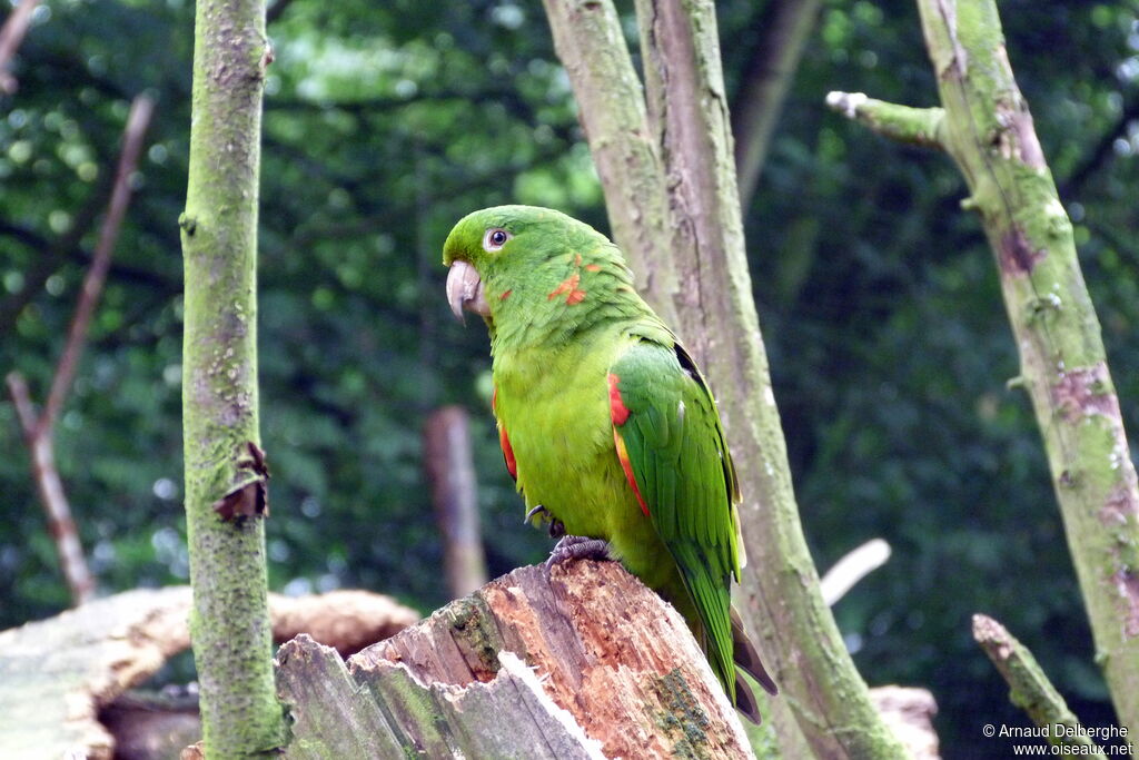 Conure pavouane