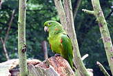 Conure pavouane