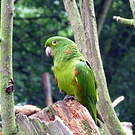 Conure pavouane