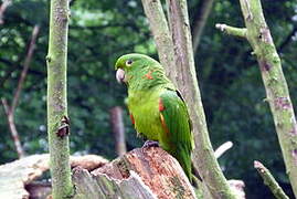 White-eyed Parakeet