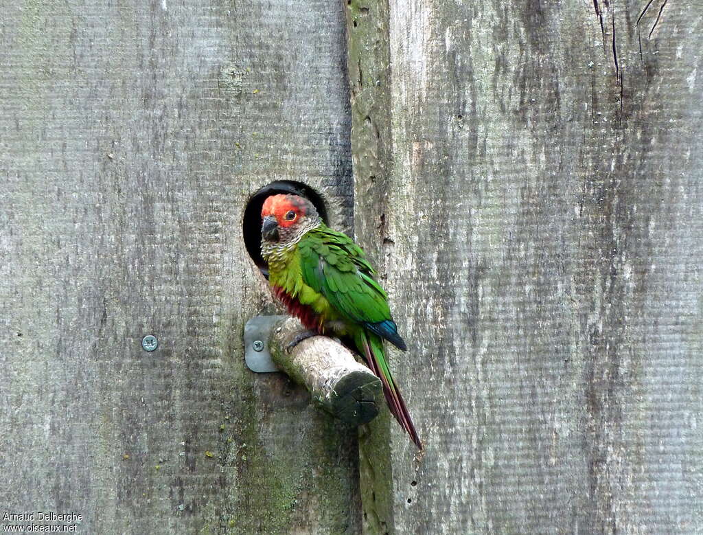 Conure rougissante