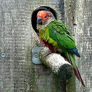 Rose-fronted Parakeet