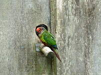 Conure rougissante