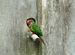 Rose-fronted Parakeet