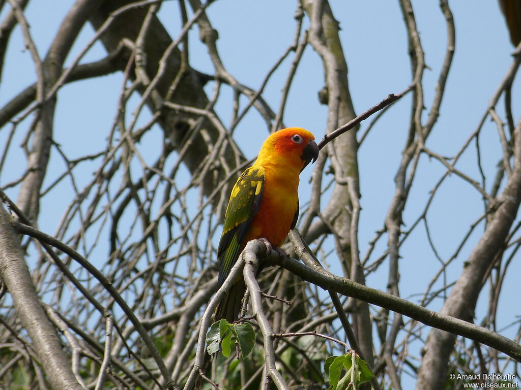 Sun Parakeet