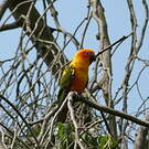 Conure soleil