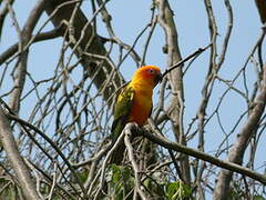 Sun Parakeet