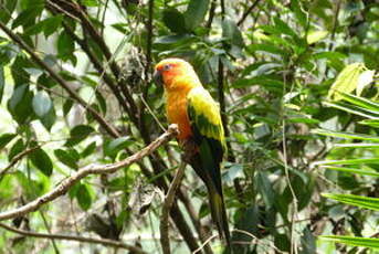 Conure soleil