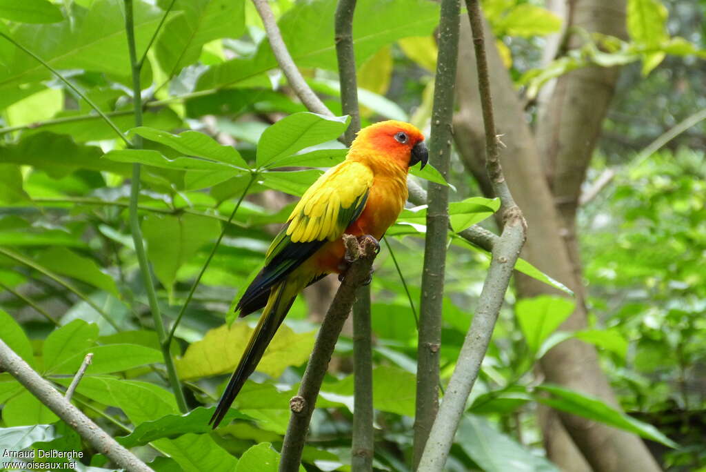 Conure soleiladulte, identification