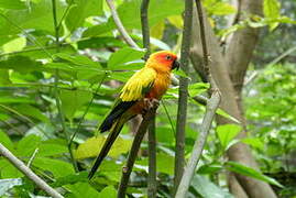 Conure soleil