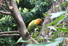 Conure soleil