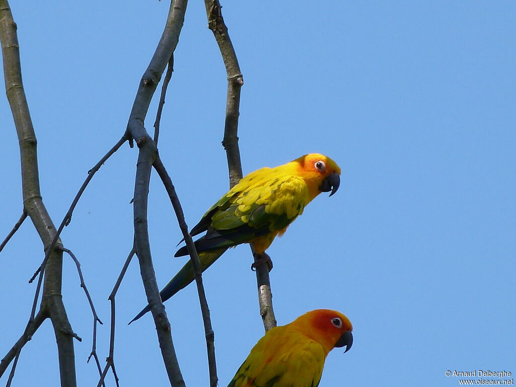 Sun Parakeet